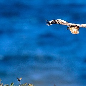 Long-legged Buzzard  "Buteo rufinus"